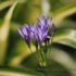 Motive_from_flora_0024-1161295950l