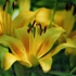 Motive_from_flora_0018-1161215865l