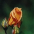 Motive_from_flora_0005-1161124907l