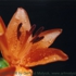 Motive_from_flora_0049-1162422555l