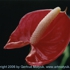 Motive_from_flora_0006-1161125441l