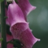 Motive_from_flora_0007-1161125568l