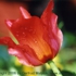 Motive_from_flora_0045-1162333861l