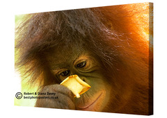 20130424114858-baby-orangutan-02-canvas