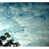 Tree_clouds