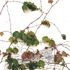 Topography_of_ivy