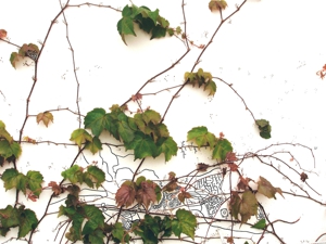 Topography_of_ivy