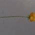 Dorisrose