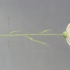 Margerite