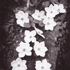 Dogwood