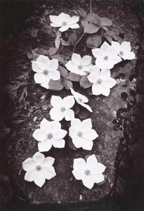 Dogwood