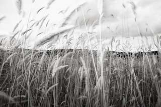 Blowing Grasses,Jeffrey Conley