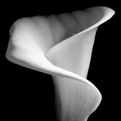 Calla Lily,Jeffrey Conley