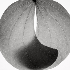 Camel Foot Leaf,Jeffrey Conley