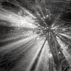 Cypress Tree and Light,Jeffrey Conley