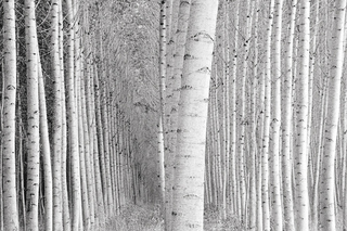 Leaning Poplars,Jeffrey Conley