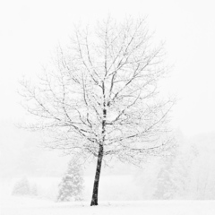 Lone Tree in Snow,Jeffrey Conley