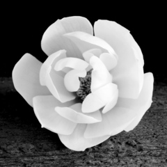 Magnolia,Jeffrey Conley