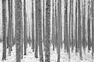 Poplars in Snow,Jeffrey Conley