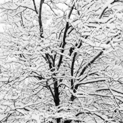Snow Covered Branches,Jeffrey Conley