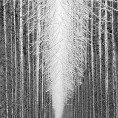 Tree Cathedral,Jeffrey Conley
