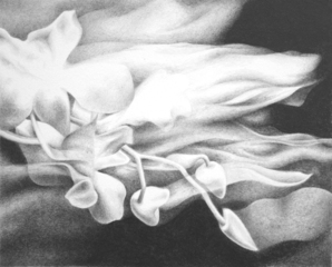 The illusion of an ephemeral observation,Erika Lizee