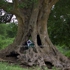 Cholera_epidemic_pumping_water_through_rugged_old_tree
