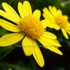 Daisy_twin