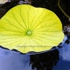 Water_lilly_leaf