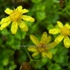 Yellow_dew_drops