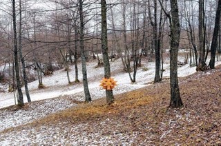 ,Mircea Cantor