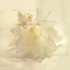 Night_blooming_cereus