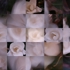 Rose_magnolia_ii