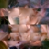 Magnolia_skin