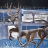 Urban-deer