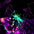 2692412874_24a4d30cea_o