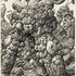 Scion_web