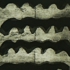 Ghost_oak__3