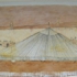 Nebraska_drawing