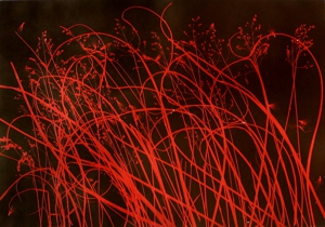 Harp-of-the-grasses