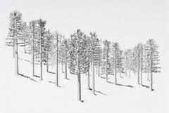 Cant_see_the_forest_low_res