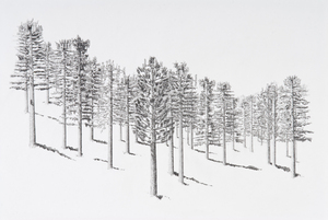 Cant_see_the_forest_low_res