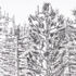 Cant_see_forest_detail_3