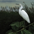 C_medow_snowy_egret_sm