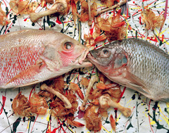 Pollockfish_semiclean
