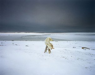 Polar Bear,Scarlett Hooft Graafland