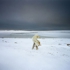 Polar_bear_2007