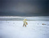 Polar_bear_2007
