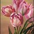 As_cropped20110113081718-tulips_-knife_painting