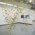 Flora_kao_cloud_1